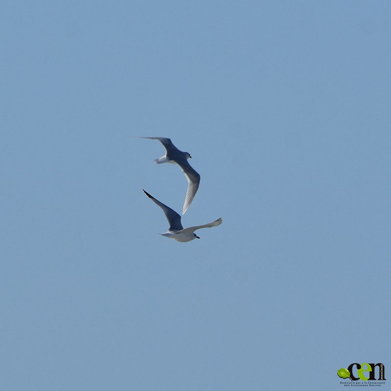 Mediterranean Gull - ML610771792