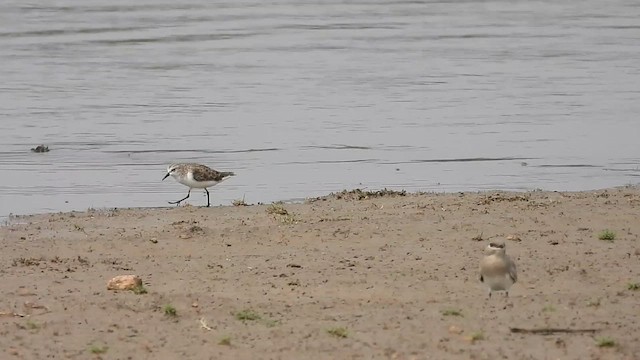 Little Stint - ML610771860