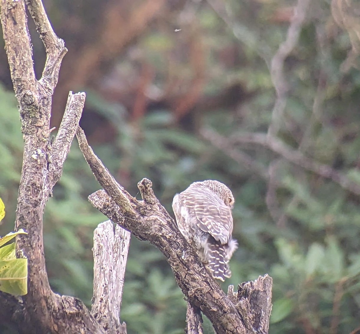 Asian Barred Owlet - ML610771893