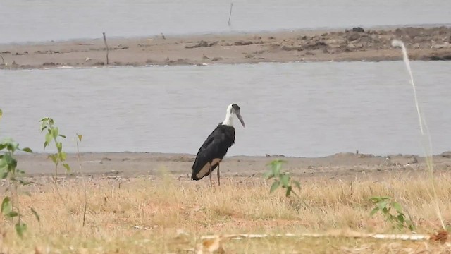 Asian Woolly-necked Stork - ML610771928