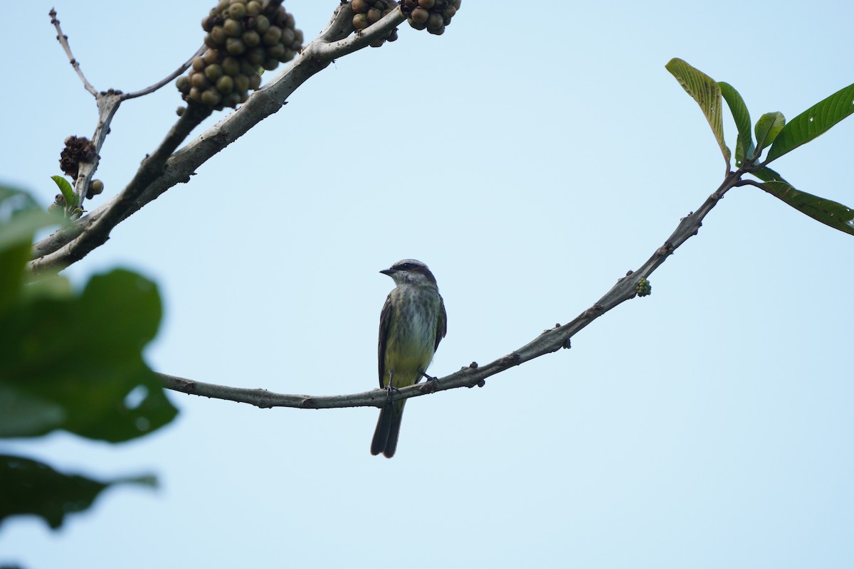 Piratic Flycatcher - ML610771938