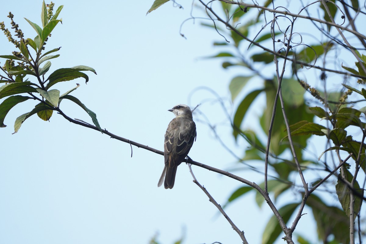 Piratic Flycatcher - ML610771939