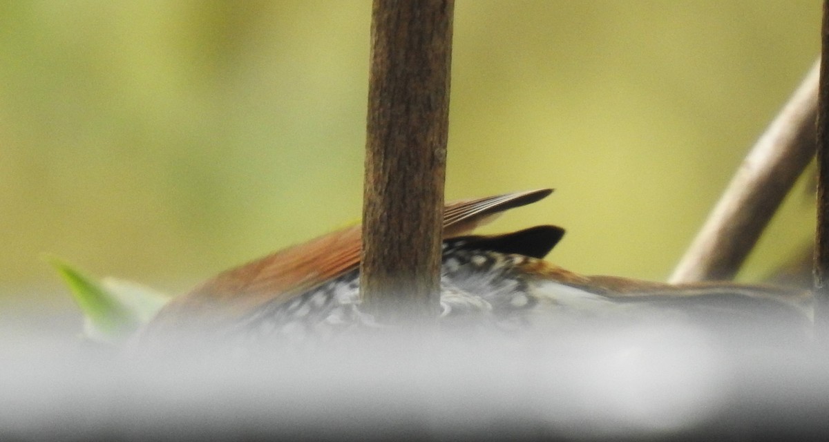 Scaly-breasted Munia - ML610772046