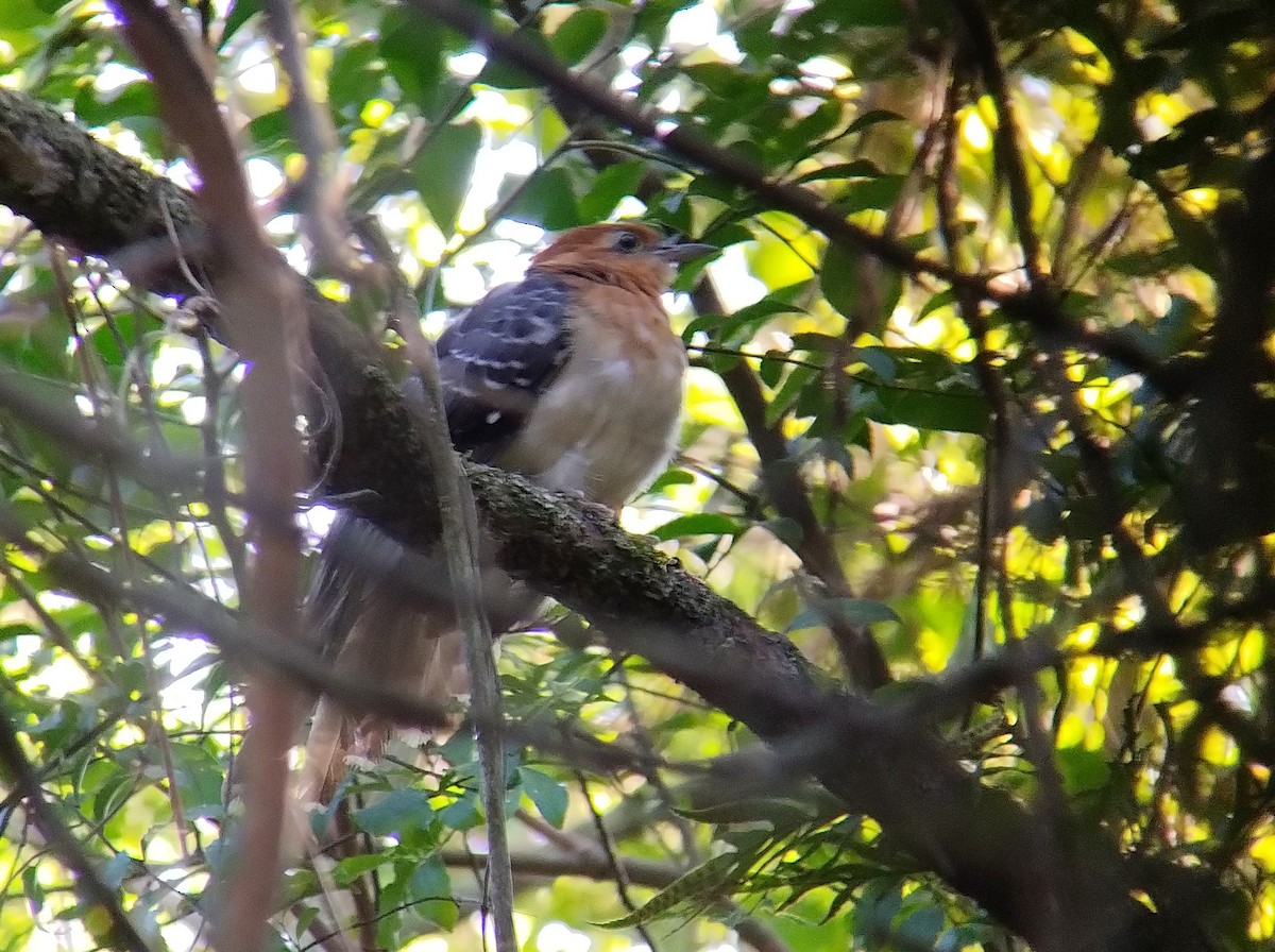 Pavonine Cuckoo - ML610772126