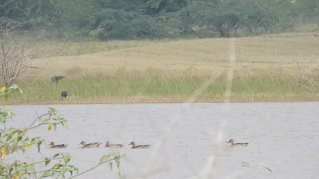 Northern Pintail - ML610772143