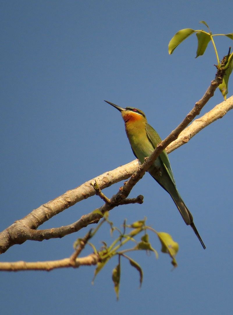 Blue-tailed Bee-eater - ML610772177