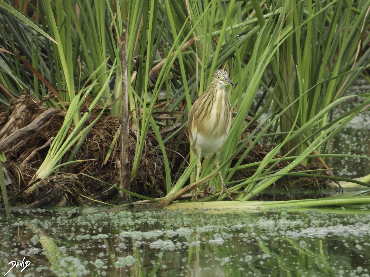 Squacco Heron - David Alonso Otero