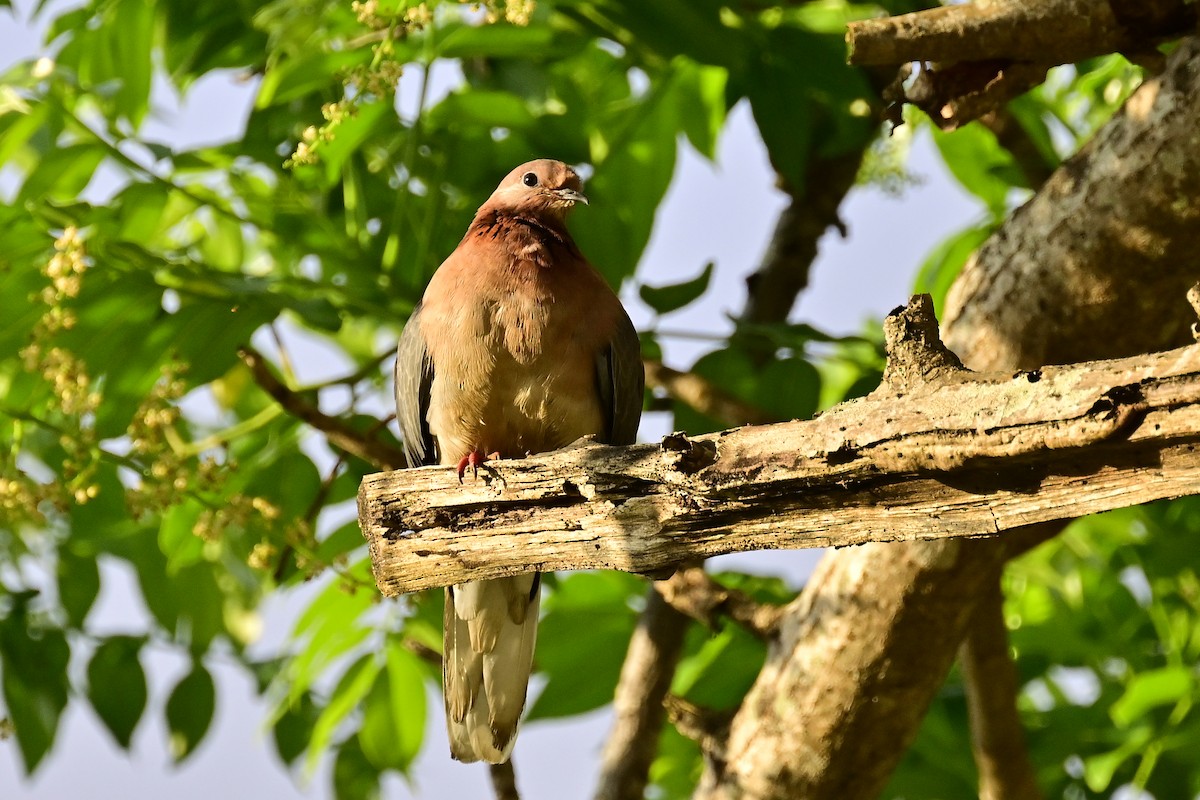 Laughing Dove - ML610772272