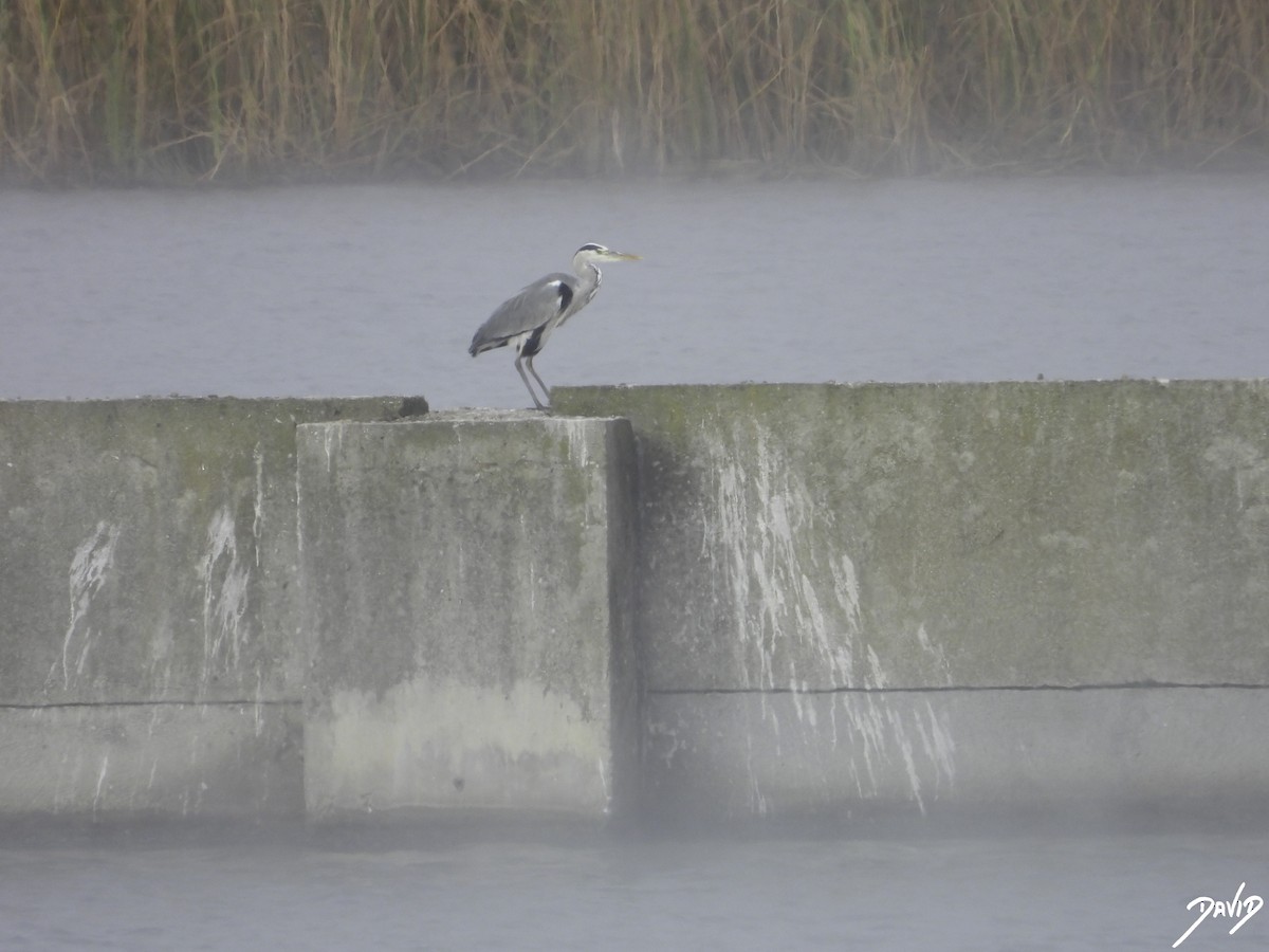 Gray Heron - ML610772276