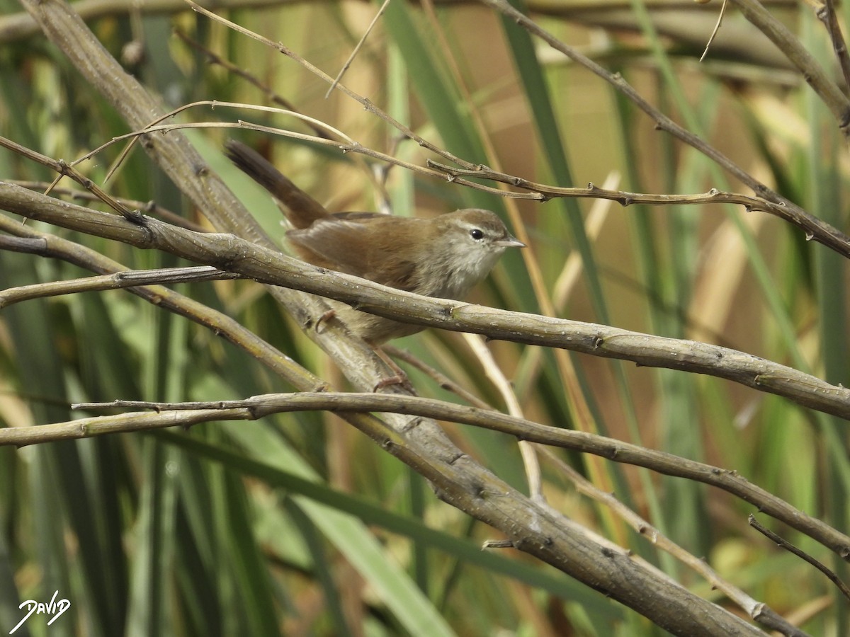 Cetti's Warbler - ML610772297