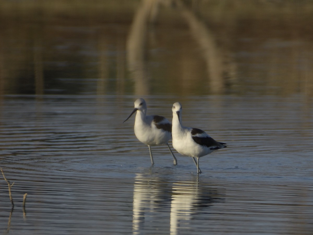 Avoceta Americana - ML610772308