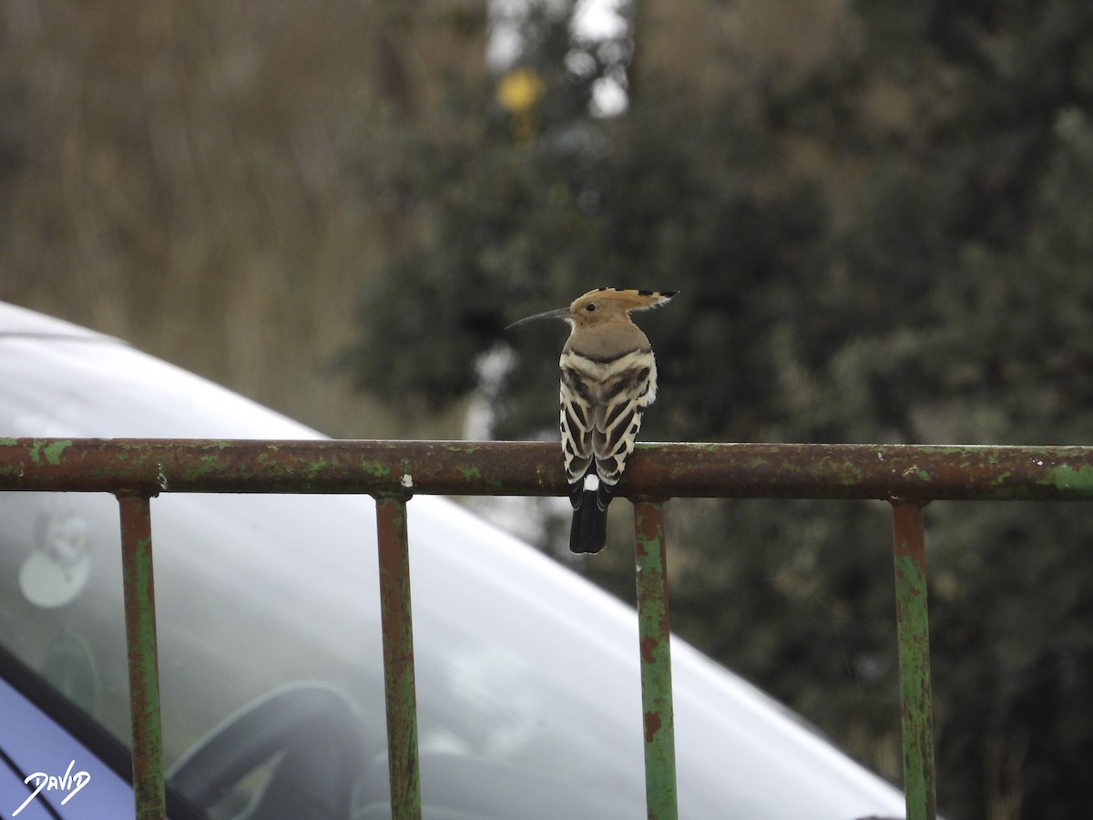 Eurasian Hoopoe - ML610772324