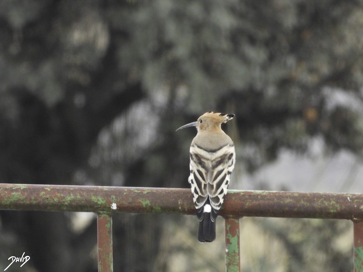 Eurasian Hoopoe - ML610772325