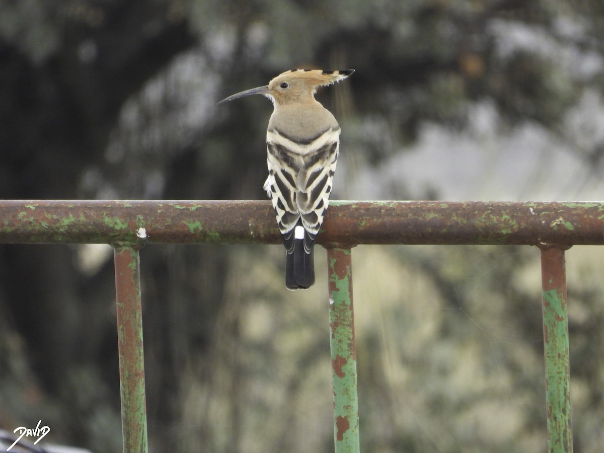 Eurasian Hoopoe - ML610772326