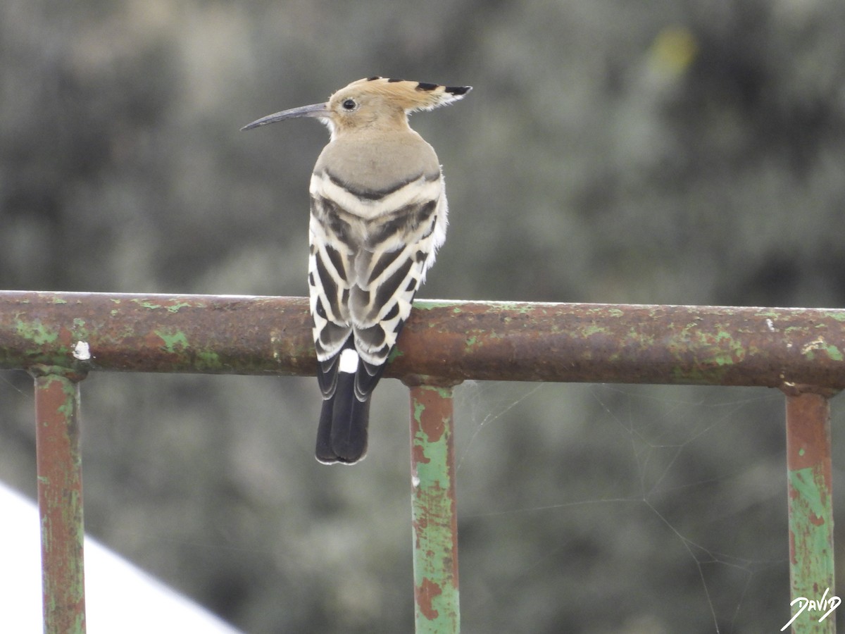 Eurasian Hoopoe - ML610772327