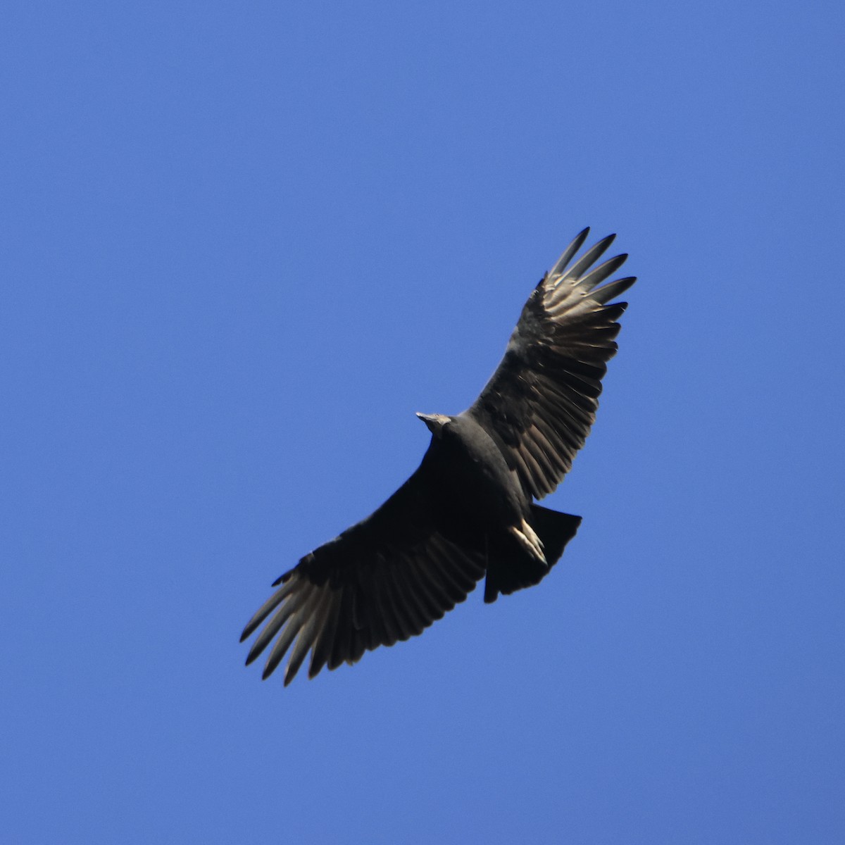 Black Vulture - Dan Mendenhall