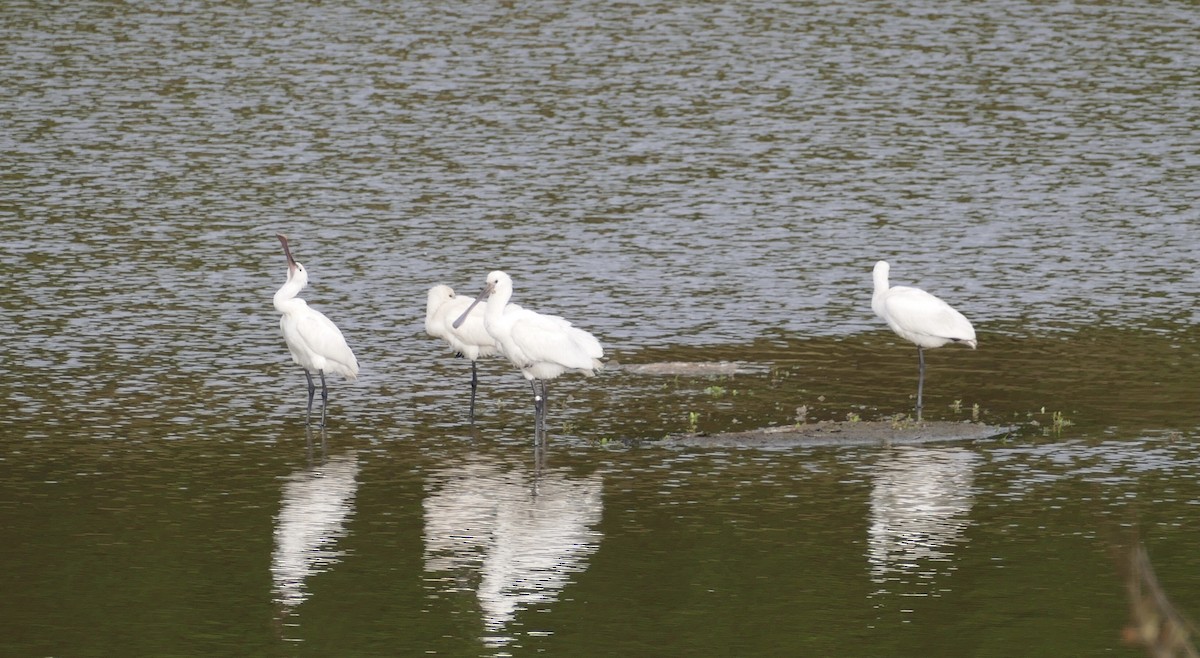 Eurasian Spoonbill - ML610772364