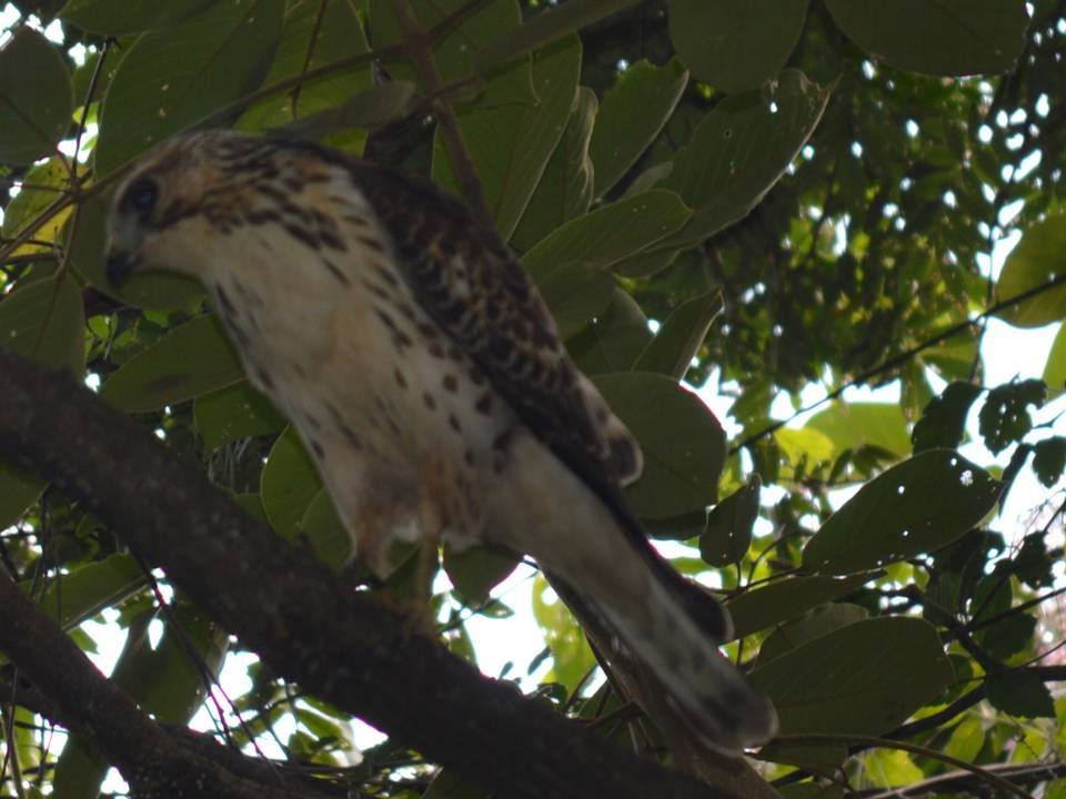 Short-tailed Hawk - Pedro Javier Arriaga Aguirre