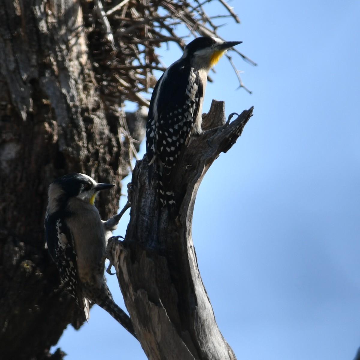 White-fronted Woodpecker - ML610772500
