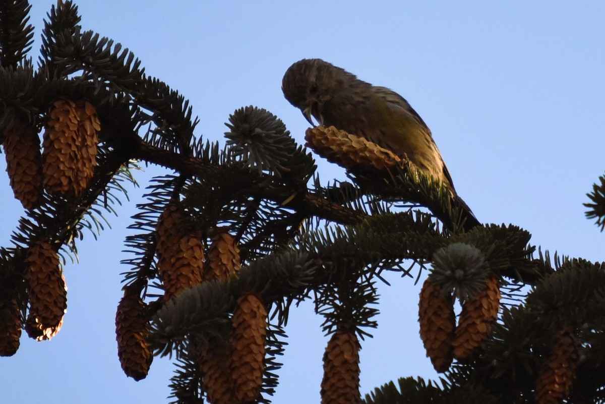 Red Crossbill - John Hutchison