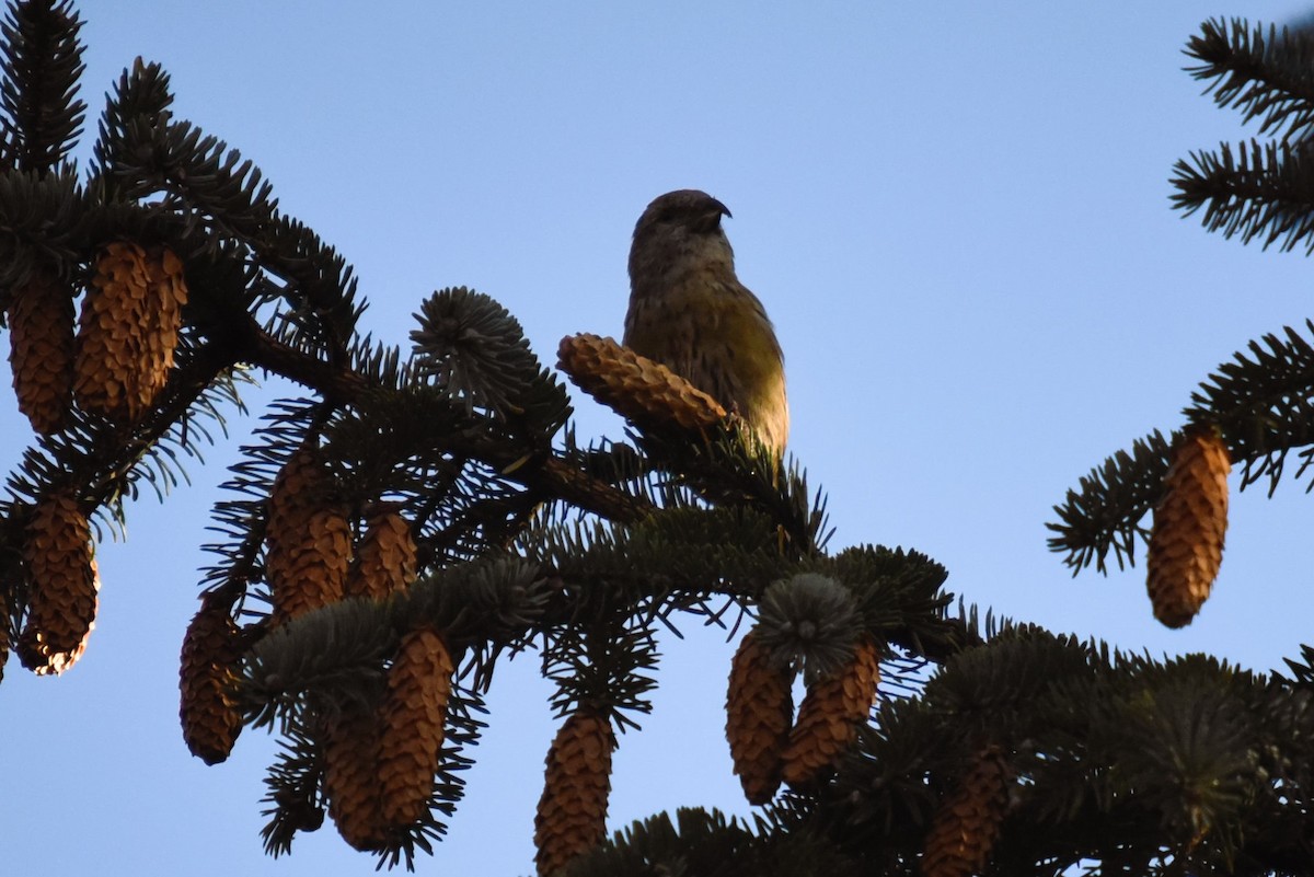 Red Crossbill - John Hutchison