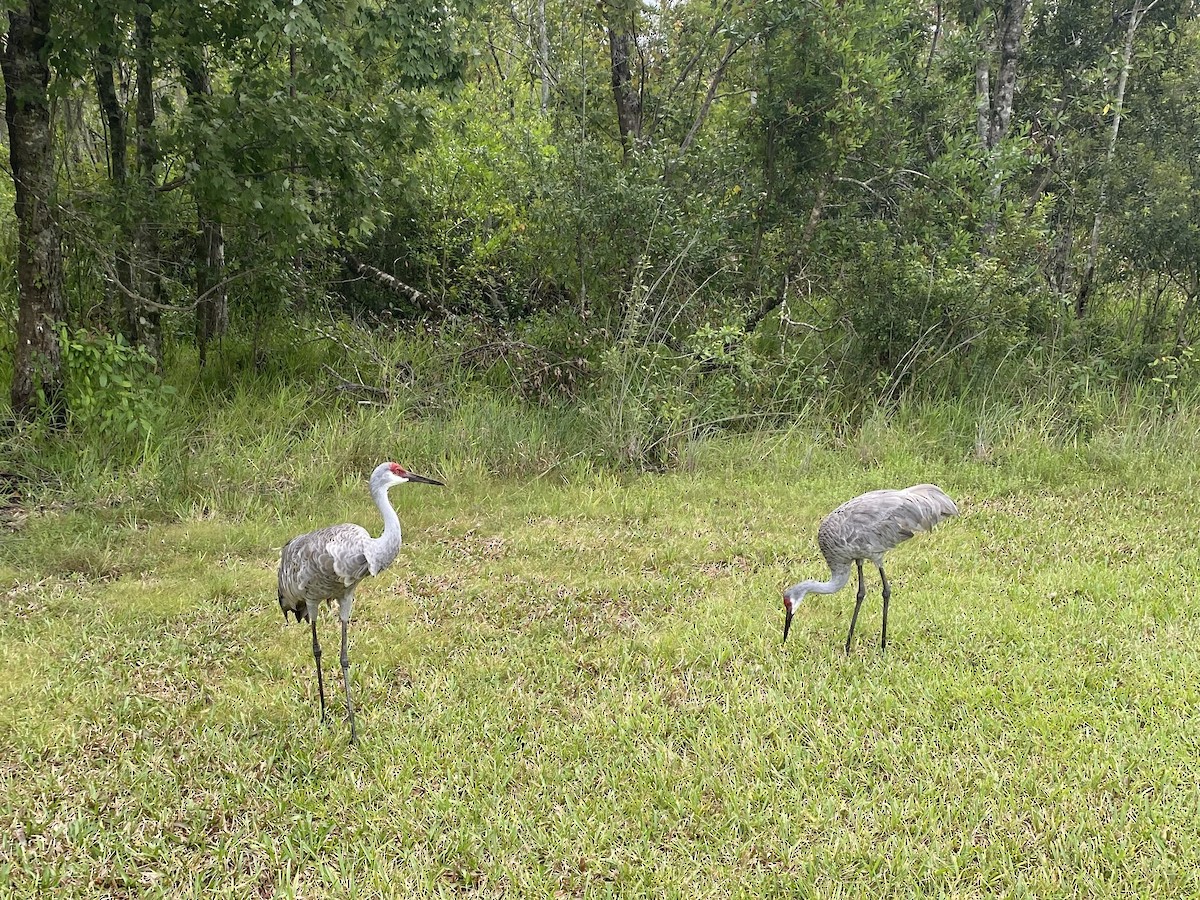 Sandhill Crane - Jason Vogel