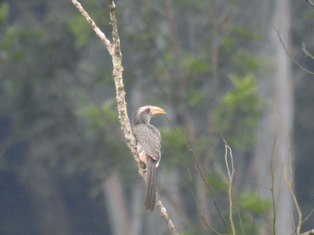 Malabar Gray Hornbill - ML610772662