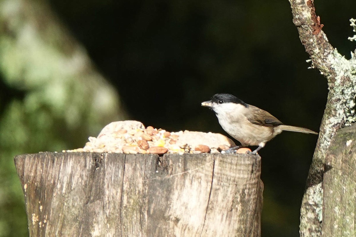 Marsh Tit - Robert Wright