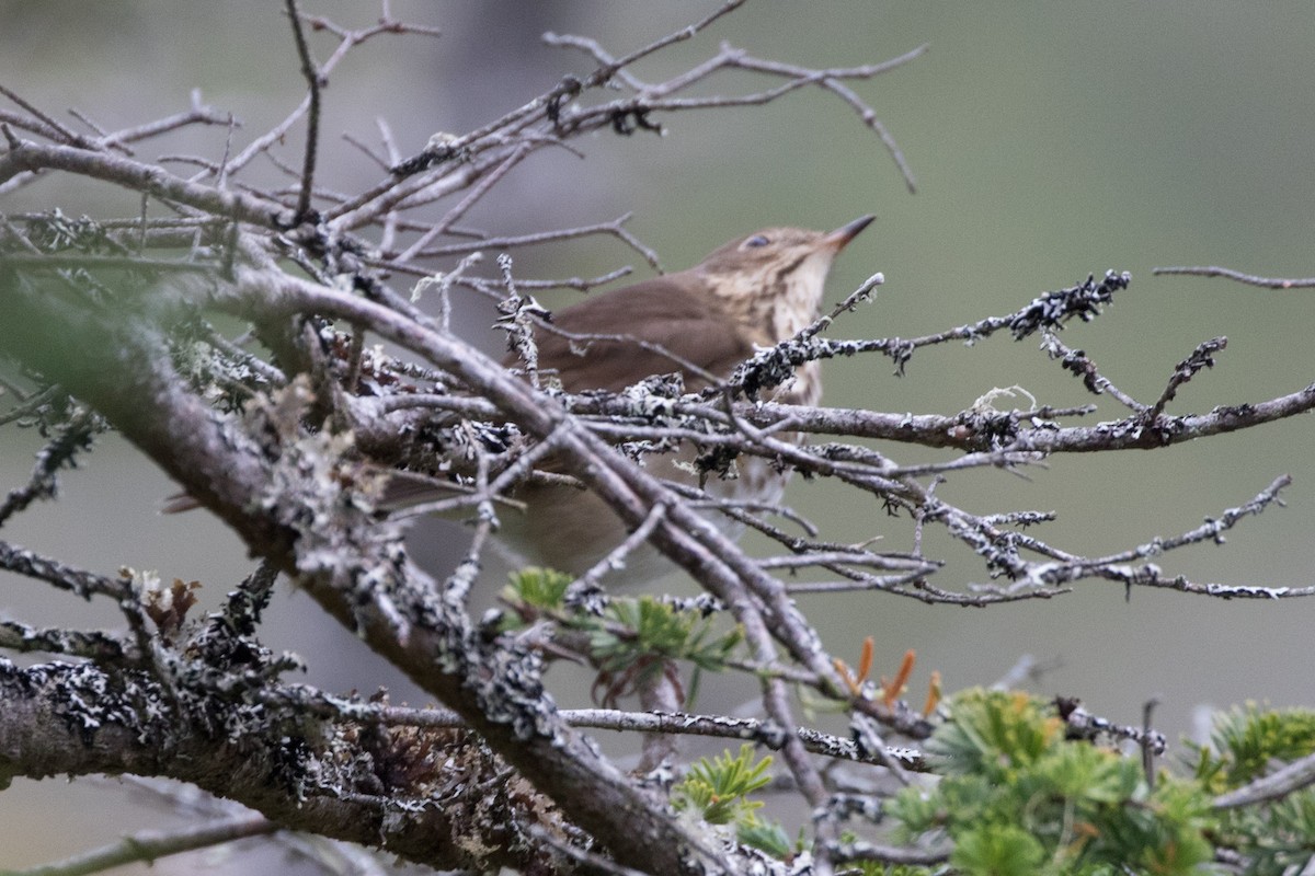 Hermit Thrush - ML610772965
