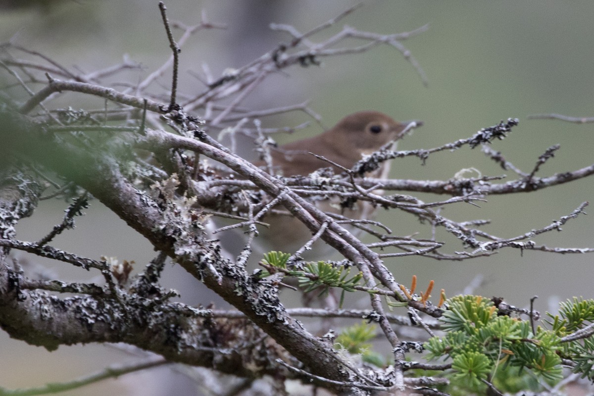 Hermit Thrush - ML610772966