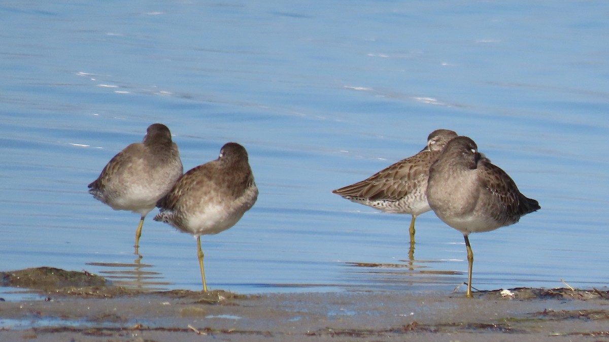 Short-billed Dowitcher - ML610773088