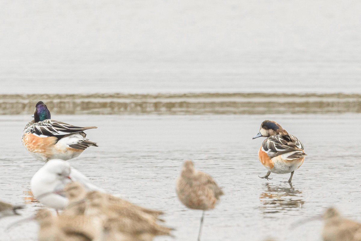 Chiloe Wigeon - Mac Aragon