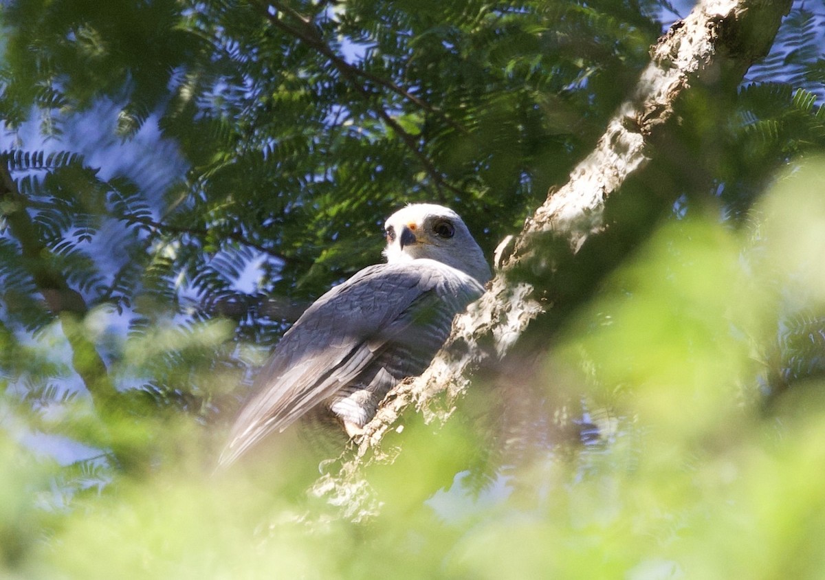 Gray Hawk - Sue Flecker