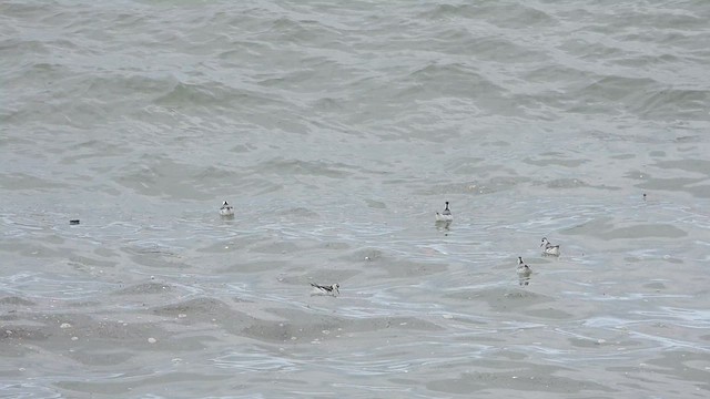 Red Phalarope - ML610773257