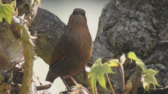 Streaked Laughingthrush - ML610773276