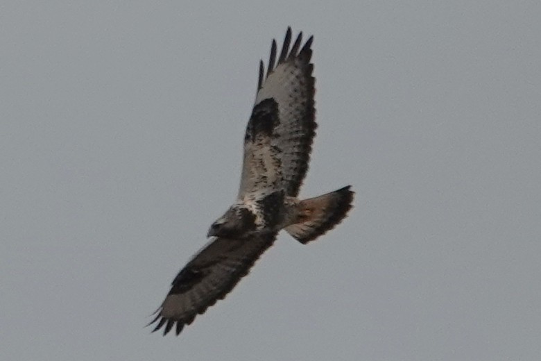 Rough-legged Hawk - ML610773278