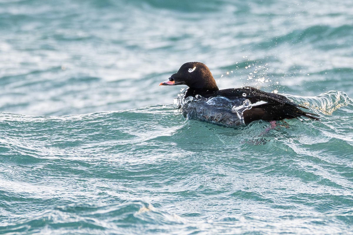 White-winged Scoter - Bjørn Penk