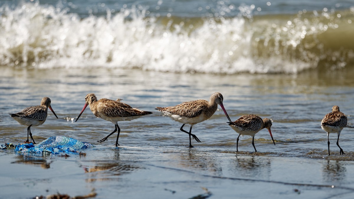 Bar-tailed Godwit - ML610773342