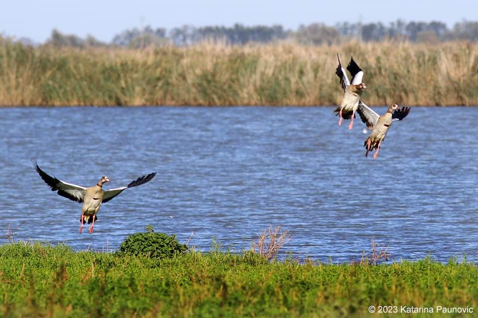 Egyptian Goose - ML610773375