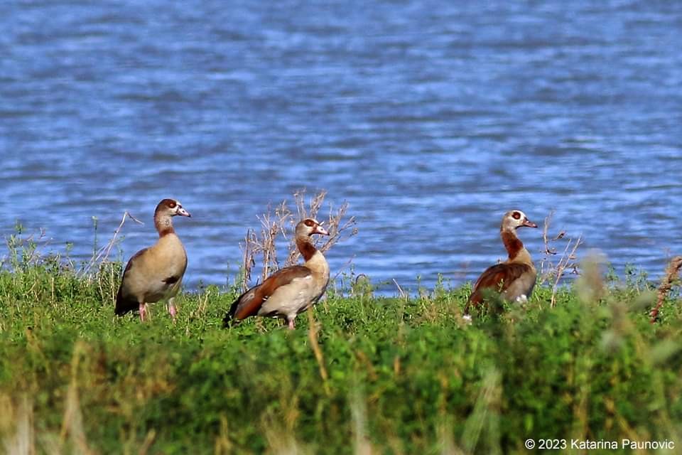 Egyptian Goose - ML610773382