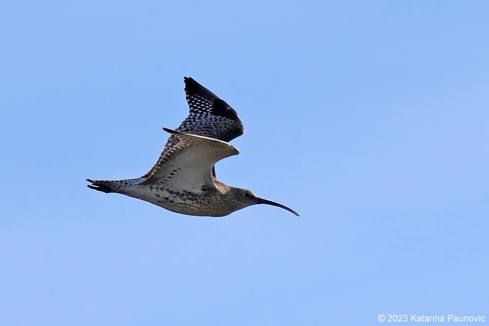 Eurasian Curlew - ML610773401