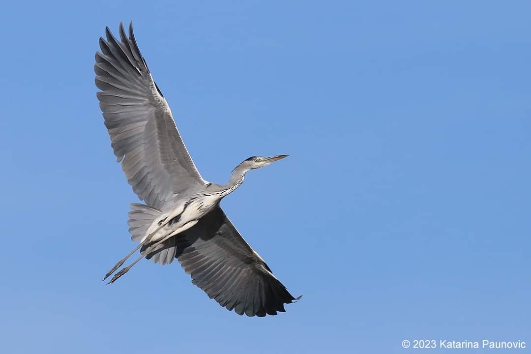 Gray Heron - ML610773442