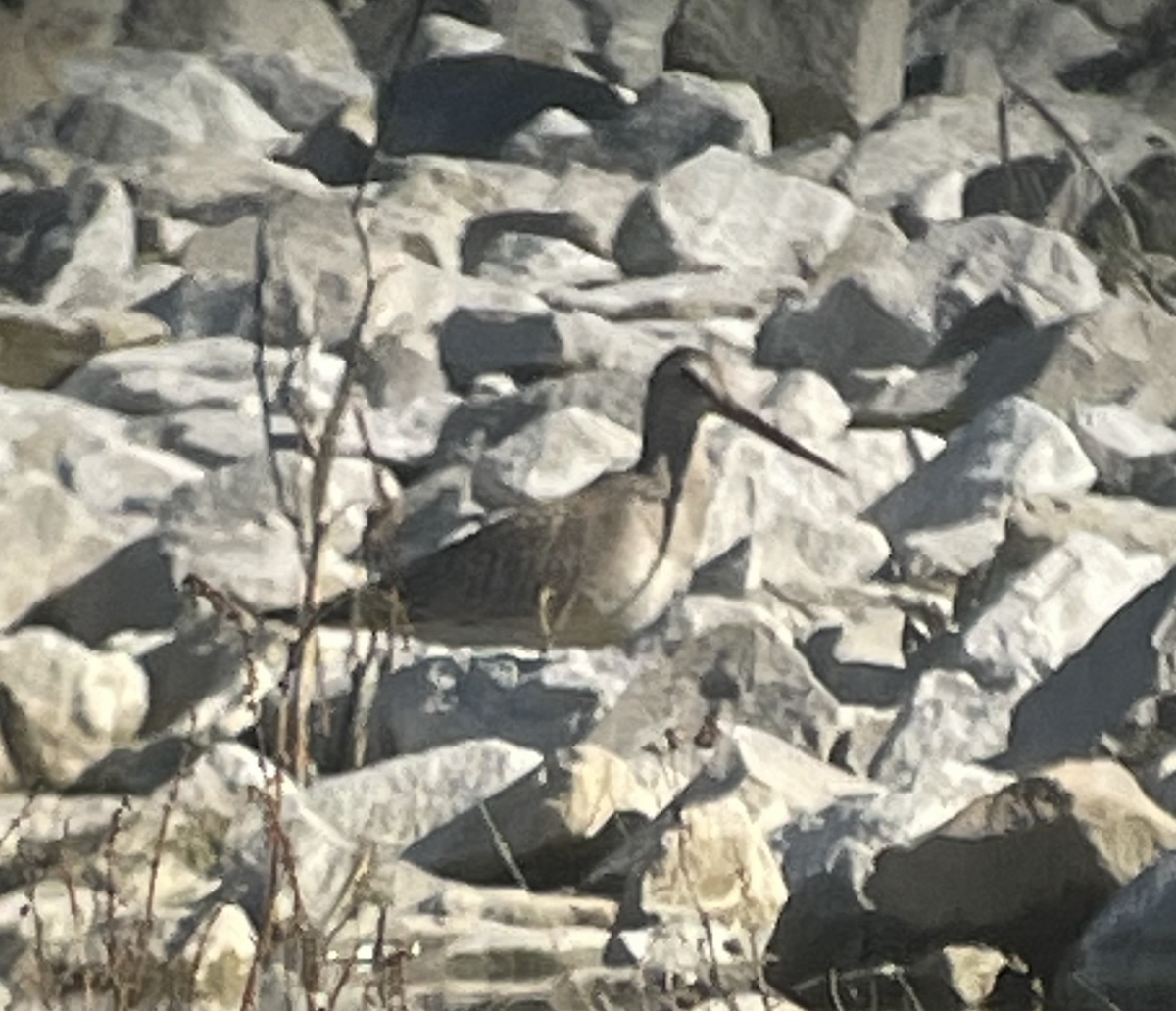 Hudsonian Godwit - ML610773485