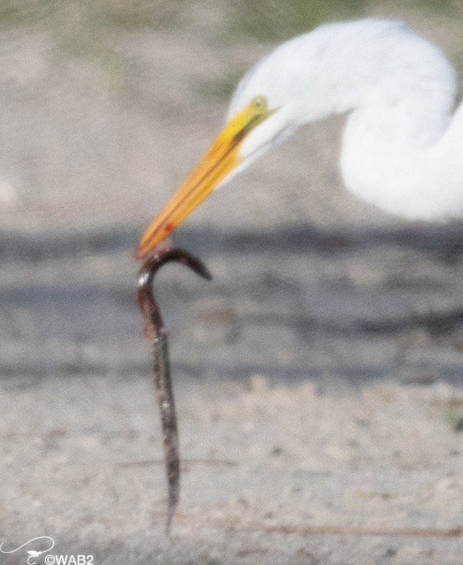 Great Egret - ML610773512