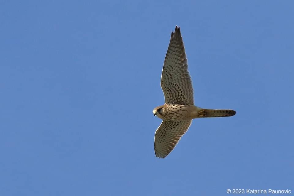 Eurasian Kestrel - ML610773522