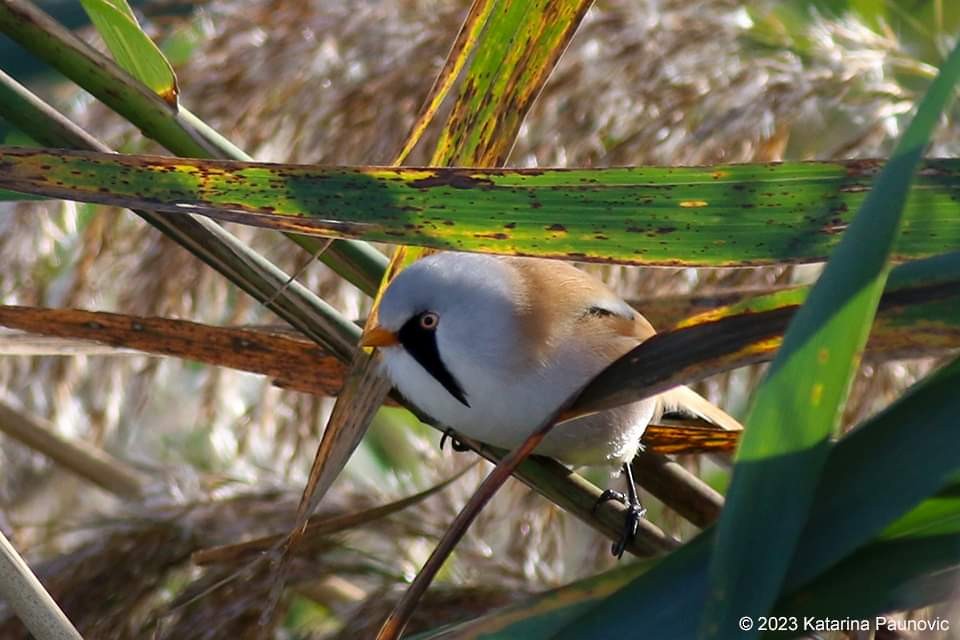 Bearded Reedling - ML610773536