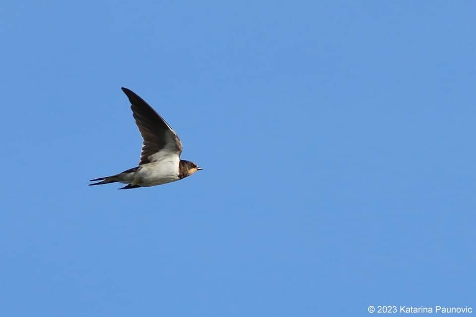 Barn Swallow - ML610773543