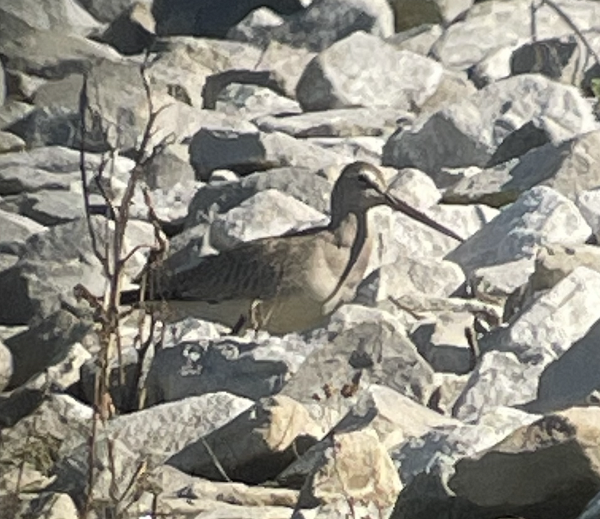 Hudsonian Godwit - ML610773549