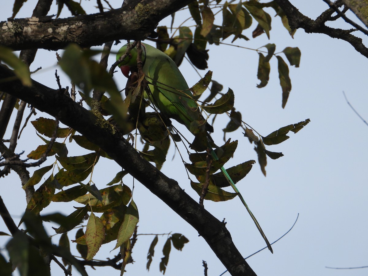 Rose-ringed Parakeet - ML610773604