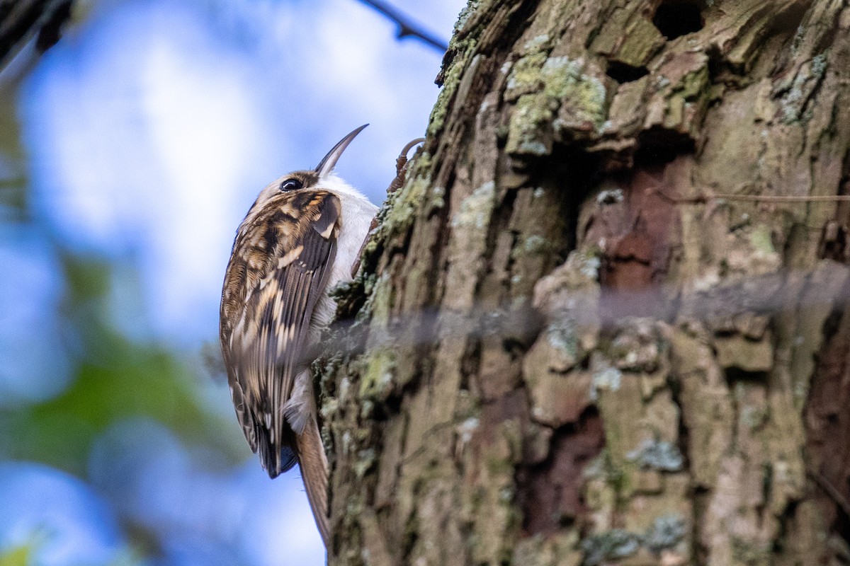 Eurasian Treecreeper - Ian Sherriffs